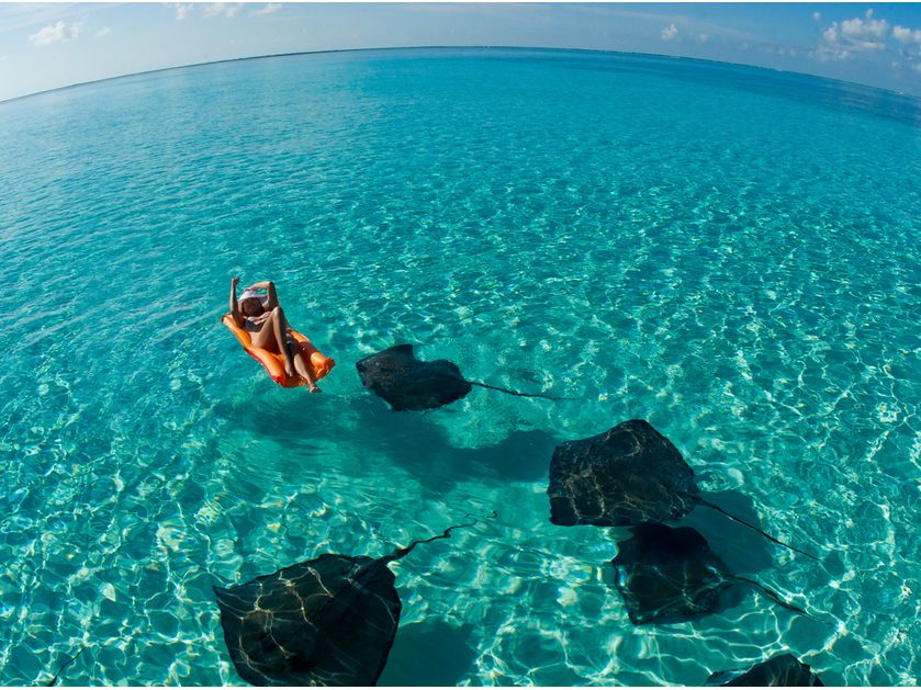 Swimmer floating in bright, shallow water with several southern stingrays gliding over the sand